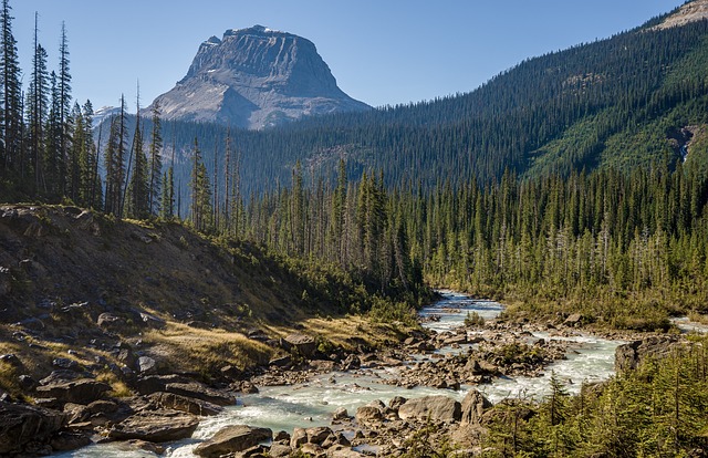 Fleuve des arbres