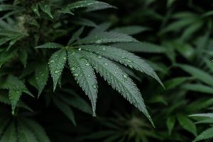 shop CBD